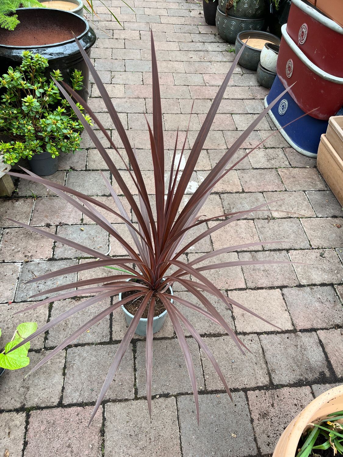 Cordyline Red Tower …for Pots Or Beds Strong pot grown plants .
