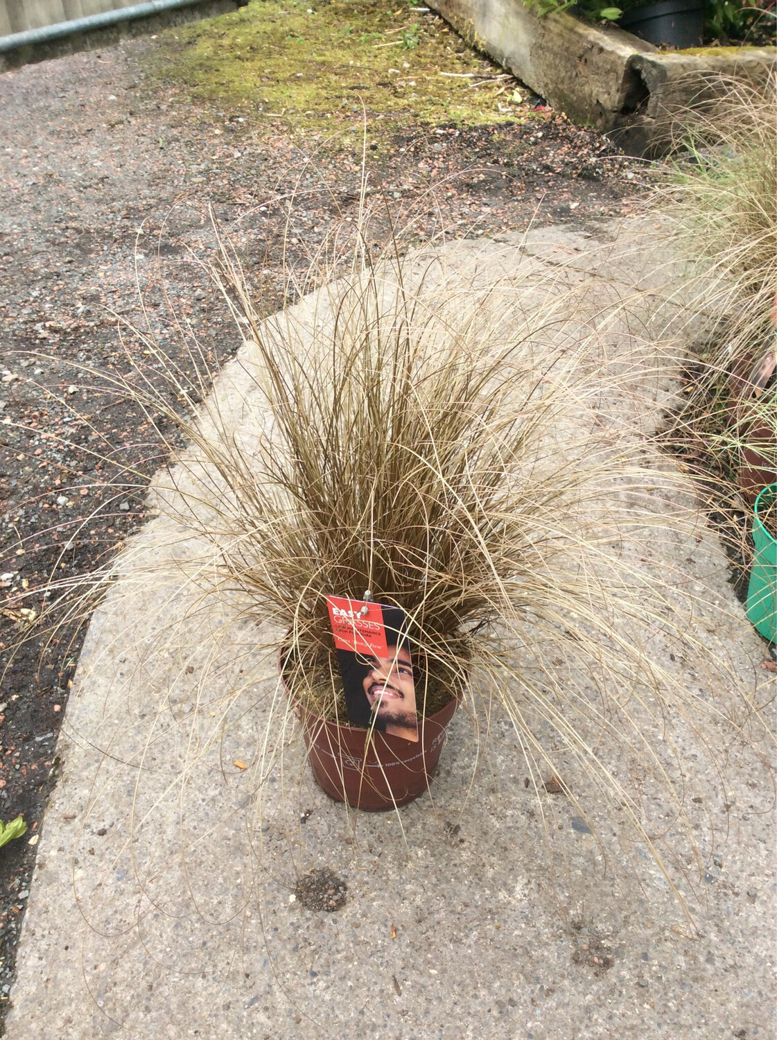 Carex ‘Bronze Form’