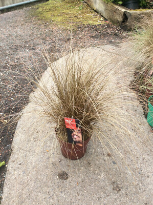 Carex ‘Bronze Form’