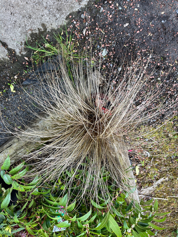 Bronze Ponytail Grass For pots or beds