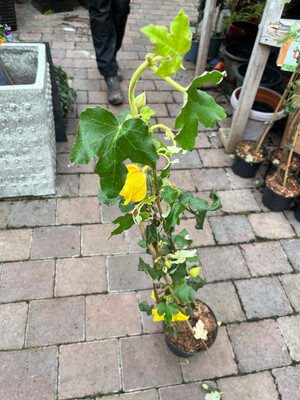 Fremontodendron Californian Glory ,perfect trained on a sunny wall or fence for months of yellow flowers