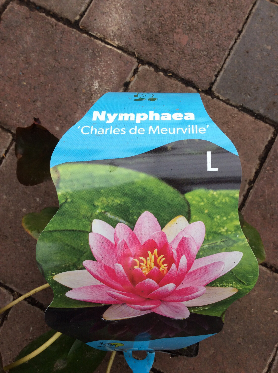 Nymphaea ‘Charles de Meurville’