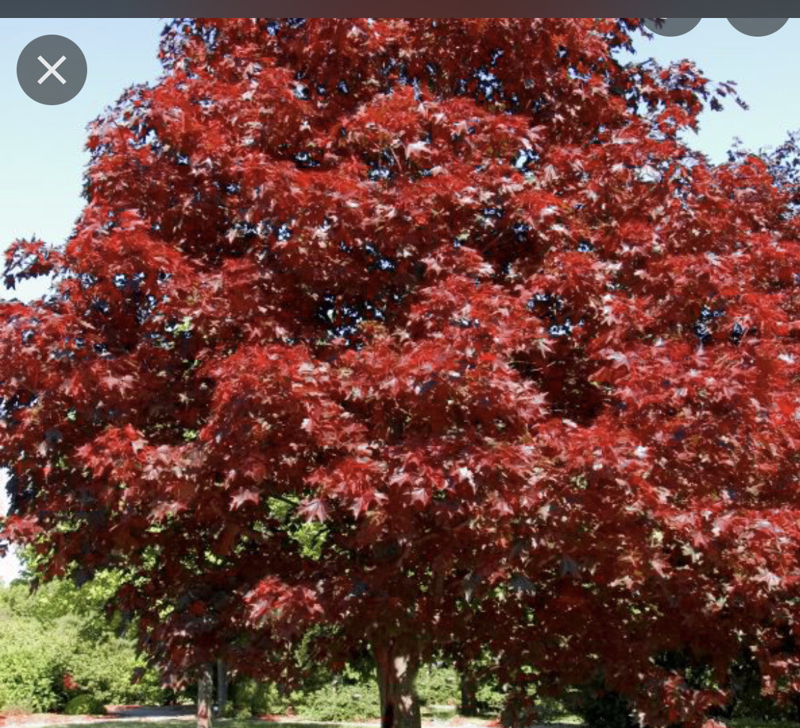 Norway Maple Acer Royal Red ,hardy medium sized tree with dark foliage and fantastic autumn colours