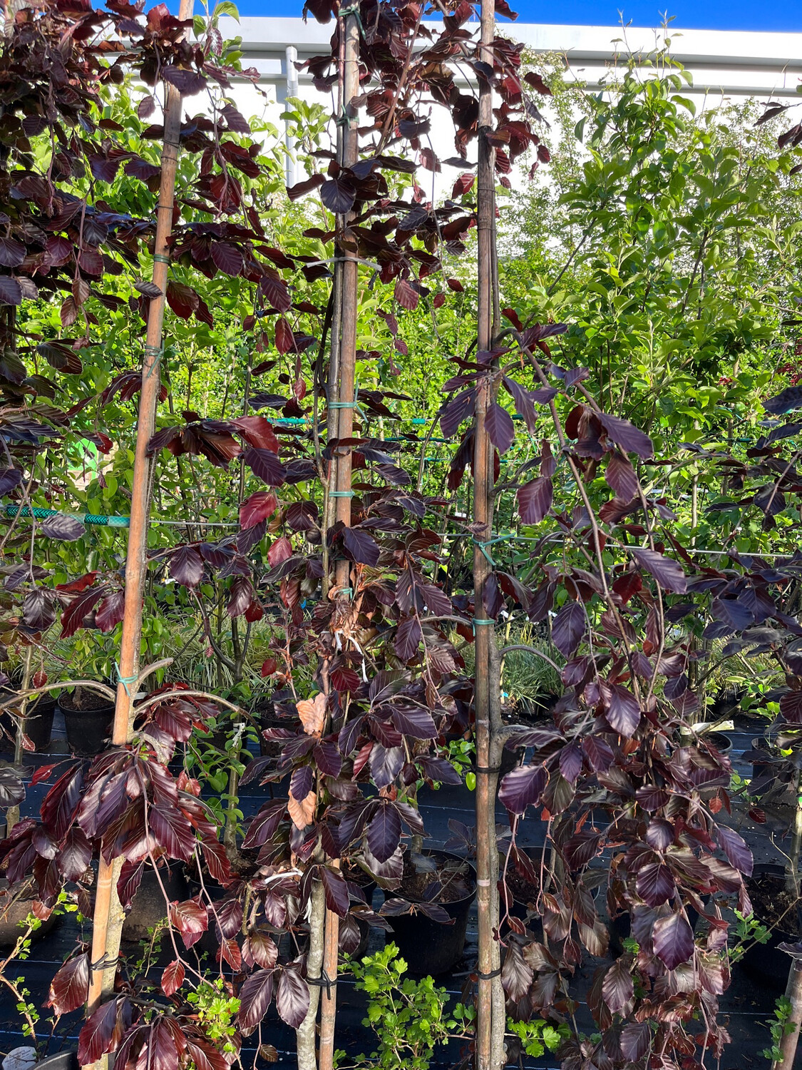 Weeping Rivers Purple Beech