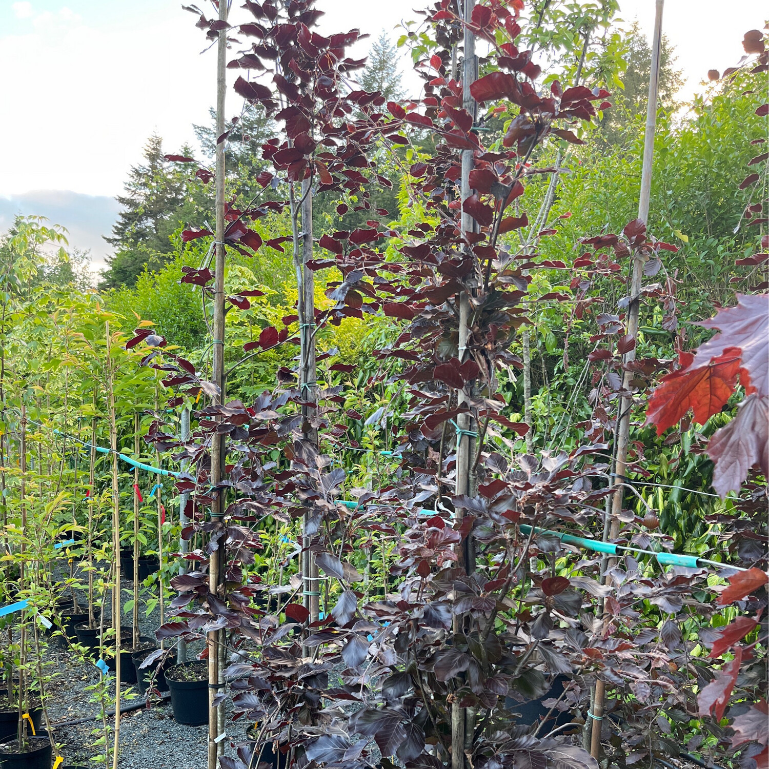 Rivers Purple Beech extra Strong See Video On Instagram
