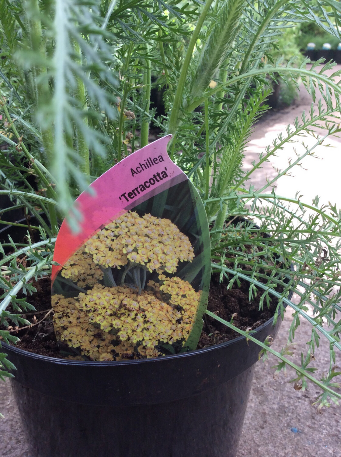 Achillea ‘Terracotta’