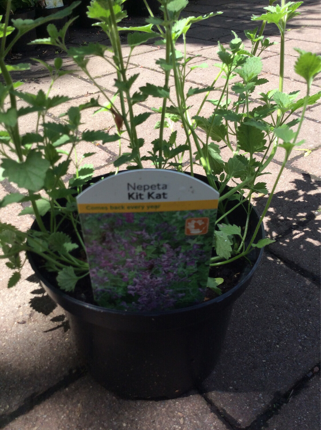Nepeta &#39;Kit Cat&#39;