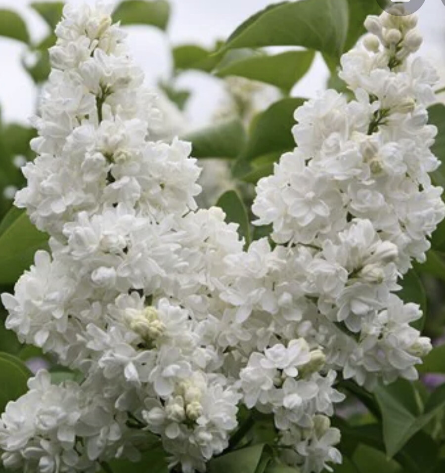Lilac &#39;Madame Lemoine&#39; White Fragrant Lilac ,Bush Form ..strong Pot Grown Plants ready for planting from now Flower in late spring and early summer