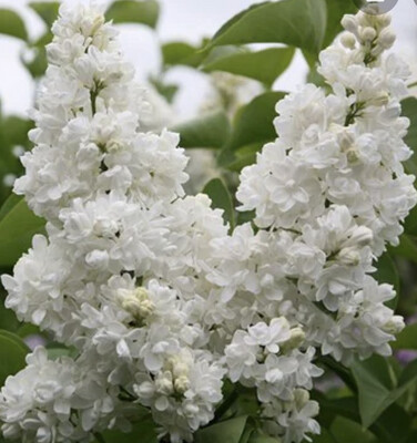 Lilac &#39;Madame Lemoine&#39; White Fragrant Lilac ,Bush Form ..strong Pot Grown Plants ready for planting from now Flower in late spring and early summer