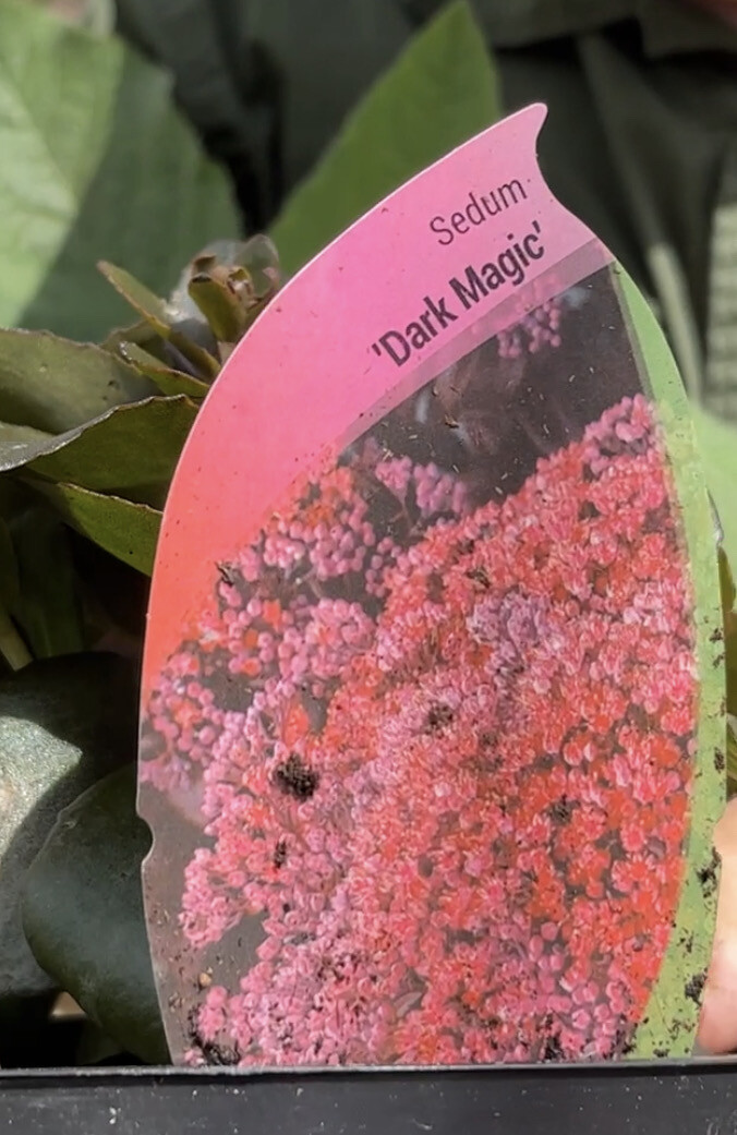 Sedum Dark Magic. ..flowers for months over dark foliage. Loved by bees and pollinators