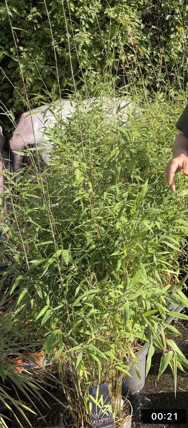 Fargesia Great Wall ..a dense hardy bamboo for pots or beds . Perfect for a dense evergreen screen. Extra strong plants