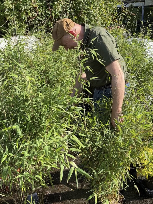 Fargesia Great Wall ..a dense hardy bamboo for pots or beds . Perfect for a dense evergreen screen. Extra strong plants