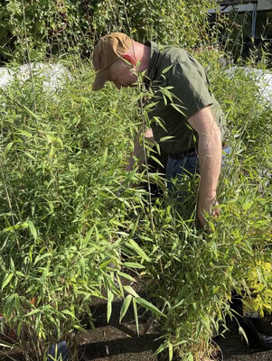 Fargesia Great Wall ..a dense hardy bamboo for pots or beds . Perfect for a dense evergreen screen. Extra strong plants