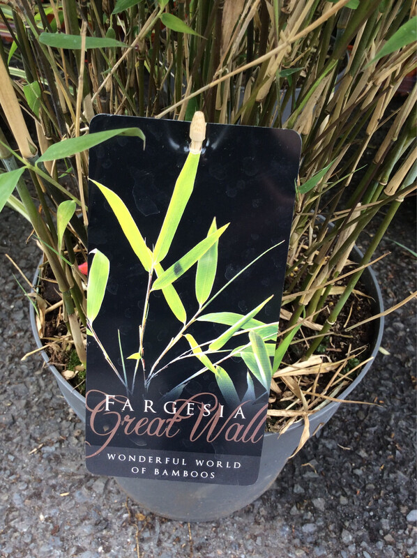 Bamboo ‘Great Wall’ Fast Growing Evergreen Screen..good In pots or beds .