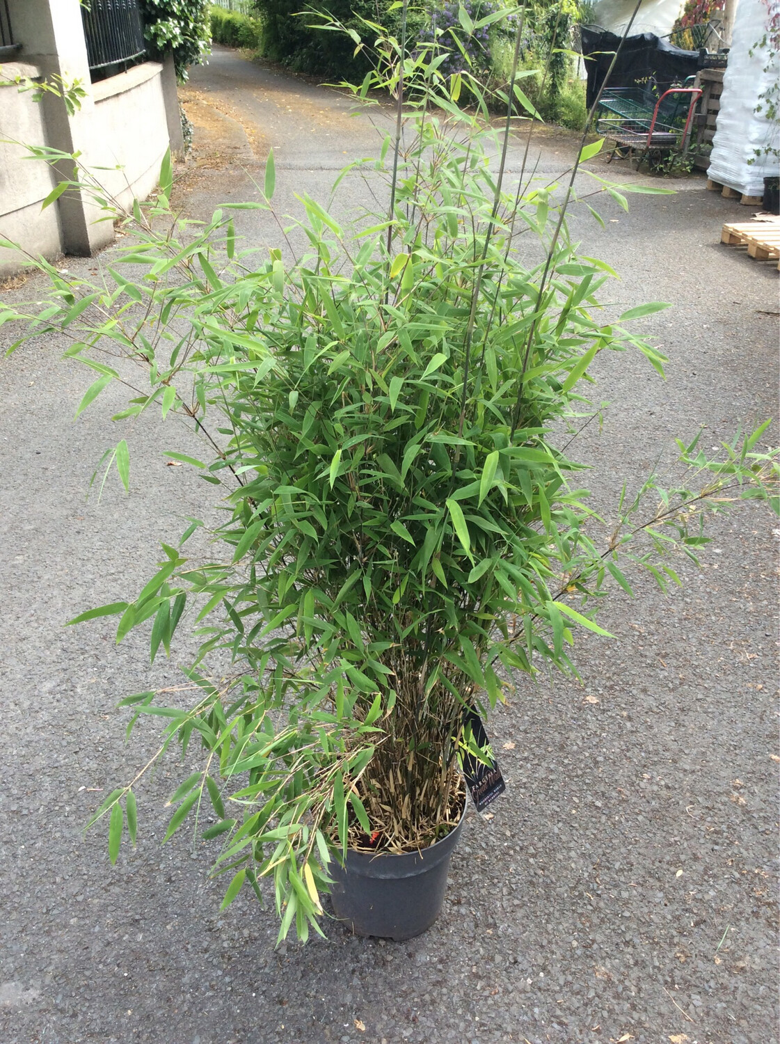 Bamboo ‘Great Wall’ Fast Growing Evergreen Screen..good In pots or beds .