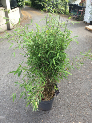 Bamboo ‘Great Wall’ Fast Growing Evergreen Screen..good In pots or beds .