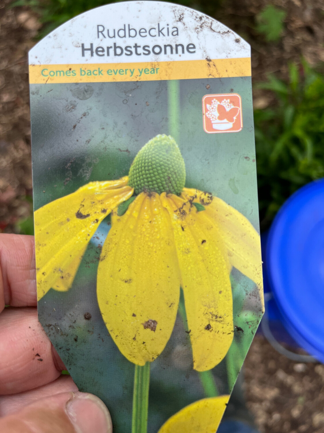 Rudbeckia “Autumn Sun “Herbstonne “ tall tough perennial that flowers for months and lasts for Years .Strong pot grown plants pruned back for flowers next year