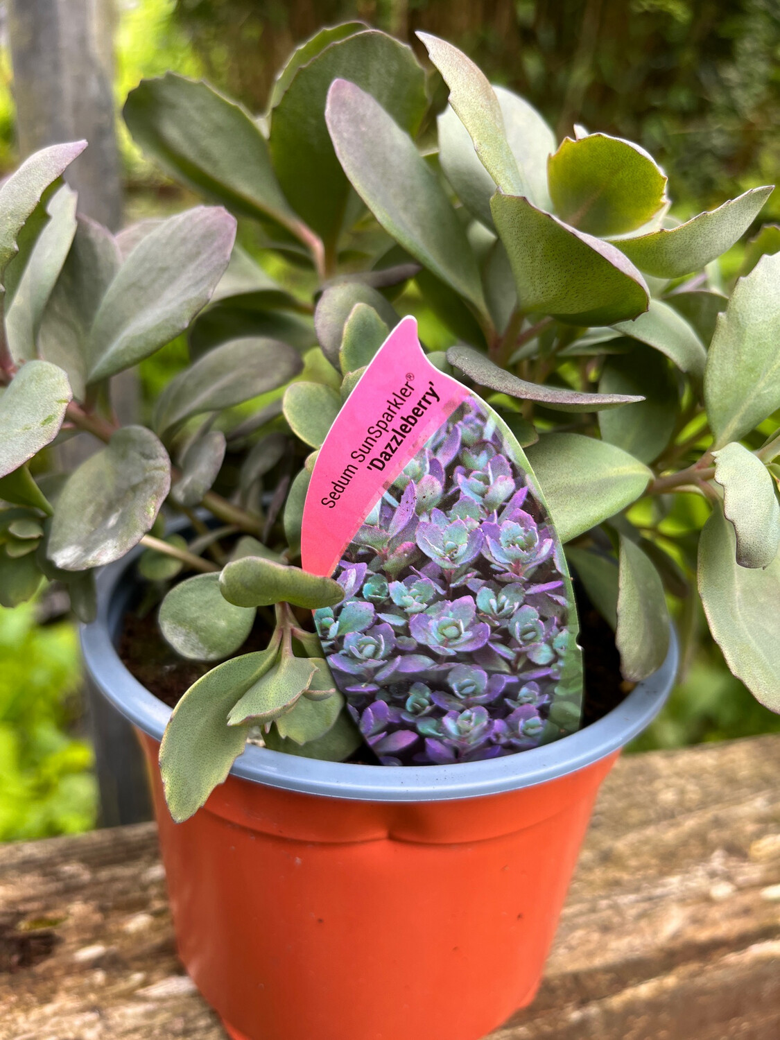 Sedum SUNSPARKLER Dazzle berry ,a hardy stonecrop that loves a sunny free draining spot . Deep pink /purple flowers over colourful foliage Winter hardy and lasts for years