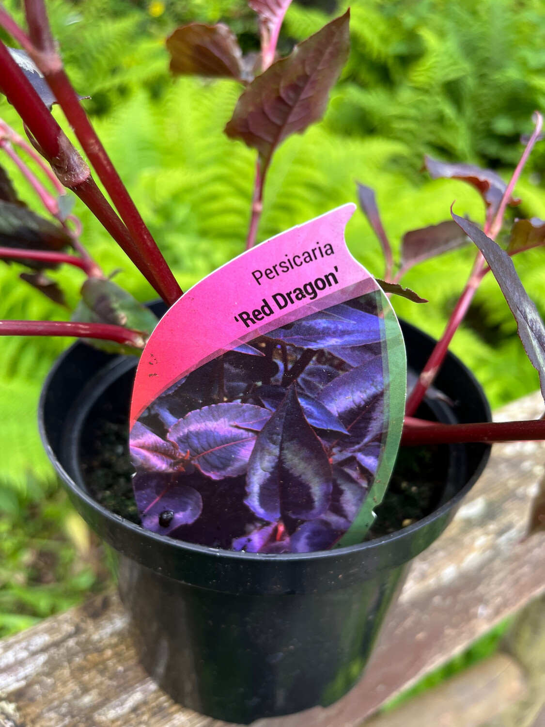 Persicaria &#39;Red Dragon&#39;