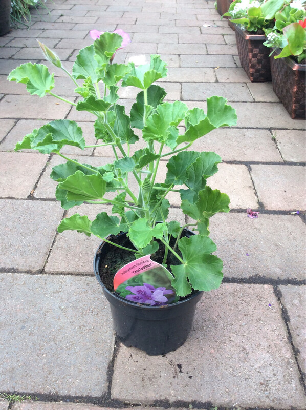 Scented Geranium Cola Bottles Foliage releases a ‘cola bottle’ fragrance when rubbed or brushing past! Deep pink flowers for months