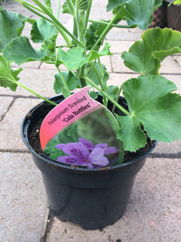 Scented Geranium Cola Bottles Foliage releases a ‘cola bottle’ fragrance when rubbed or brushing past! Deep pink flowers for months