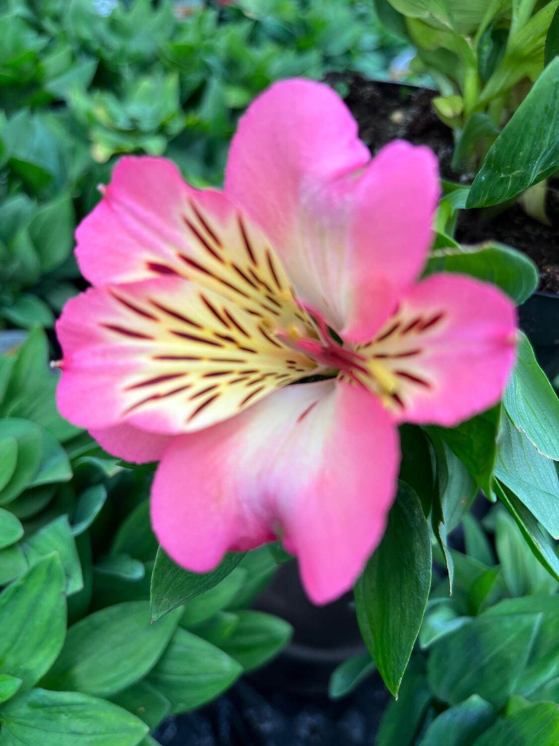 ALSTROMERIA SUNSHINE Dwarf Princess Lily ,flowers non stop from June Until October ..Good in pots or beds ...Winter hardy and lasts for years