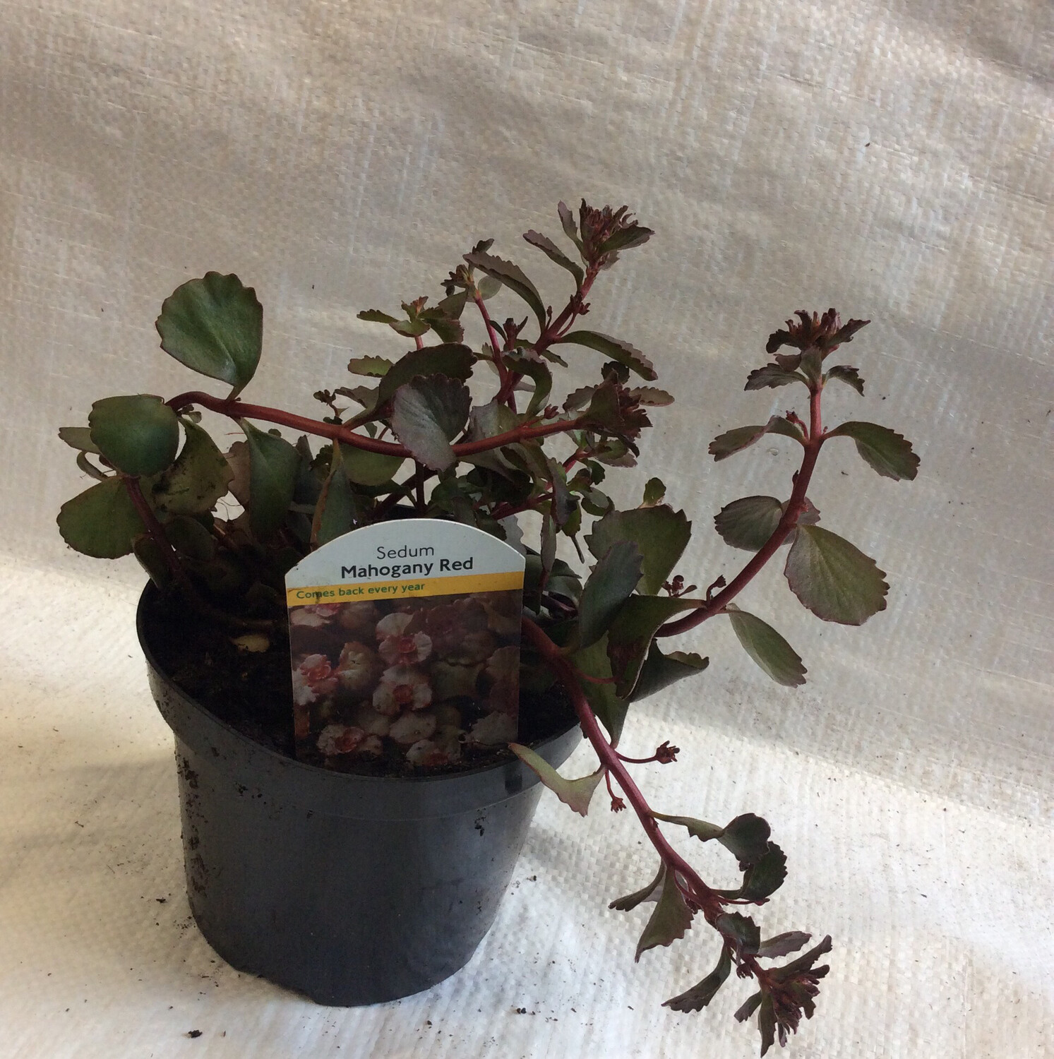 Sedum - Mahogany Red