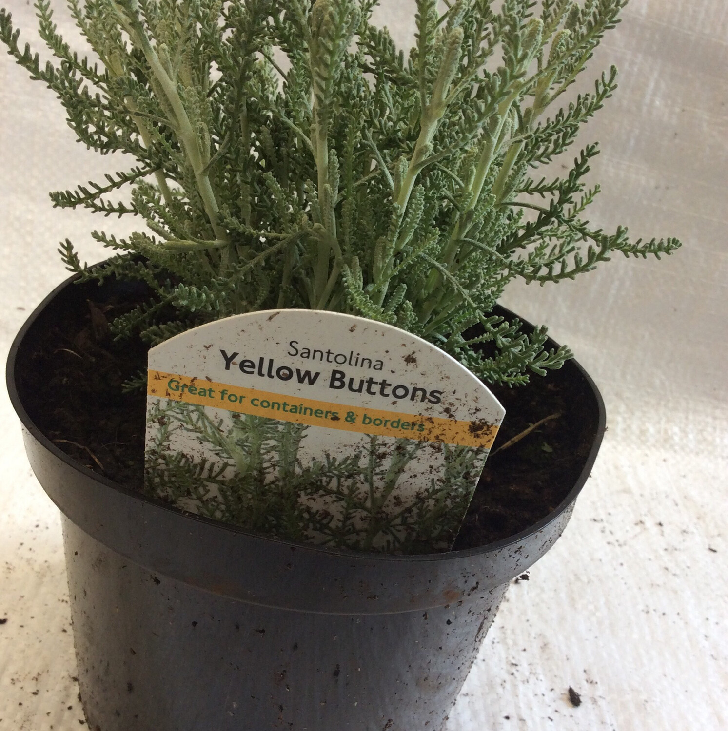 Santolina Yellow Buttons