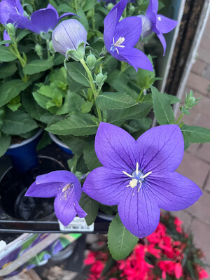 Blue Balloon Flower - Platycodon