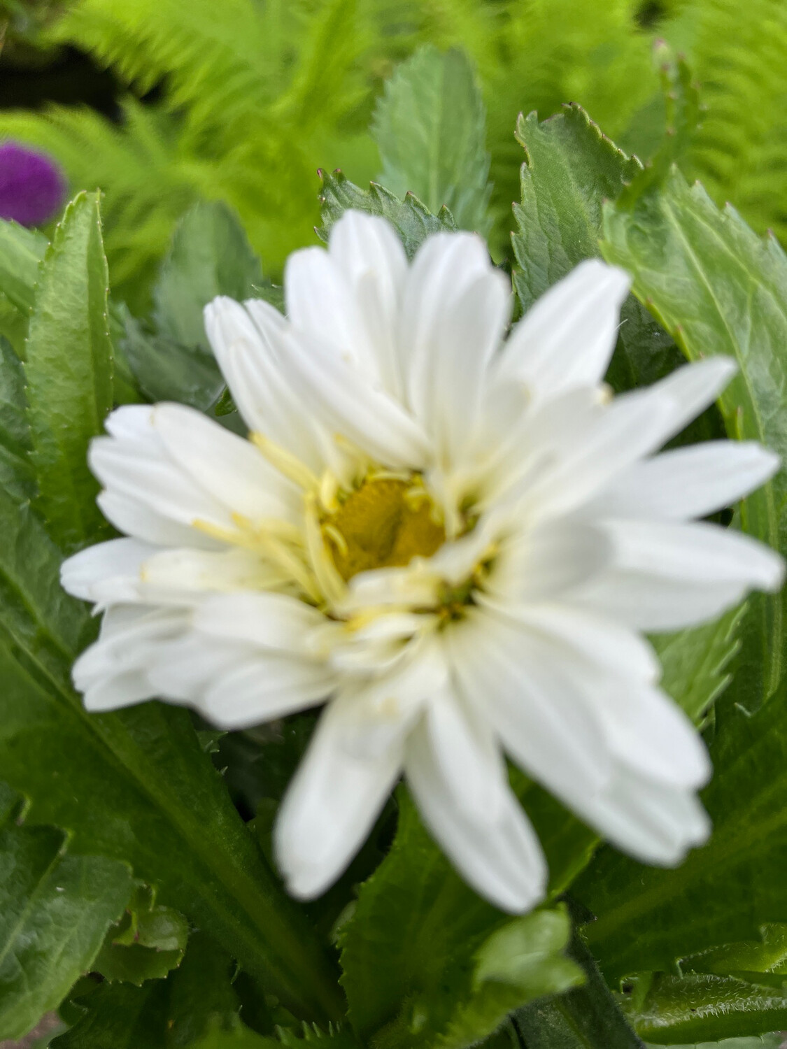 Shasta Daisy - Leucanthemum &#39;Victoria Secret&#39; May be pruned back when to help it establish