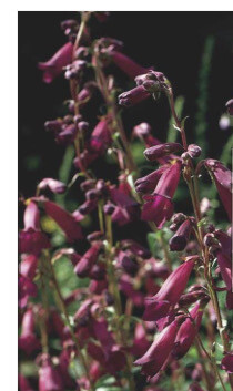 Penstemon &#39;Burgundy &#39;Flowers for months and lasts for years. Good in pots or beds in a sunny and free draining spot.