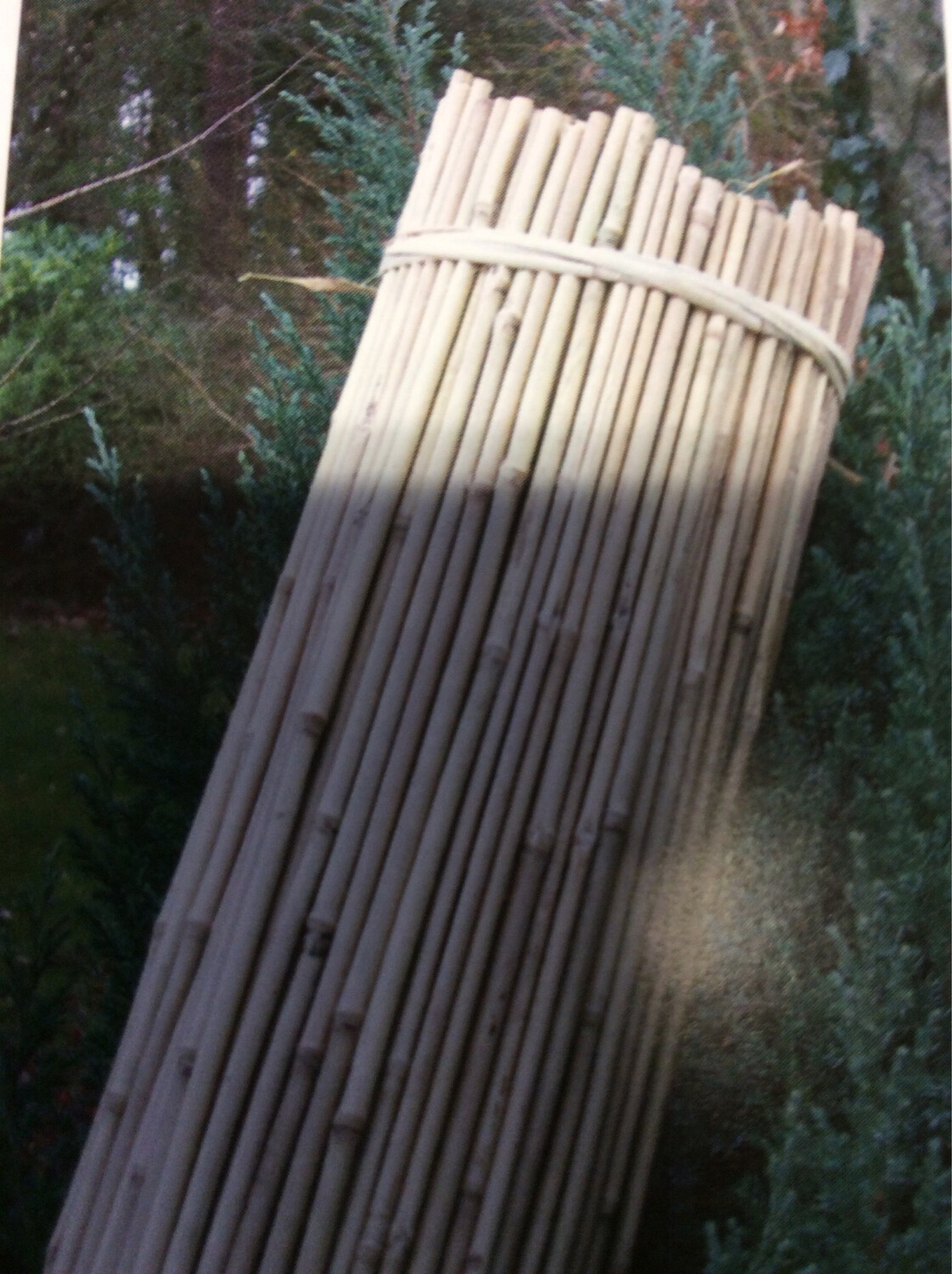 Bamboo Canes 6ft X 10 Pieces