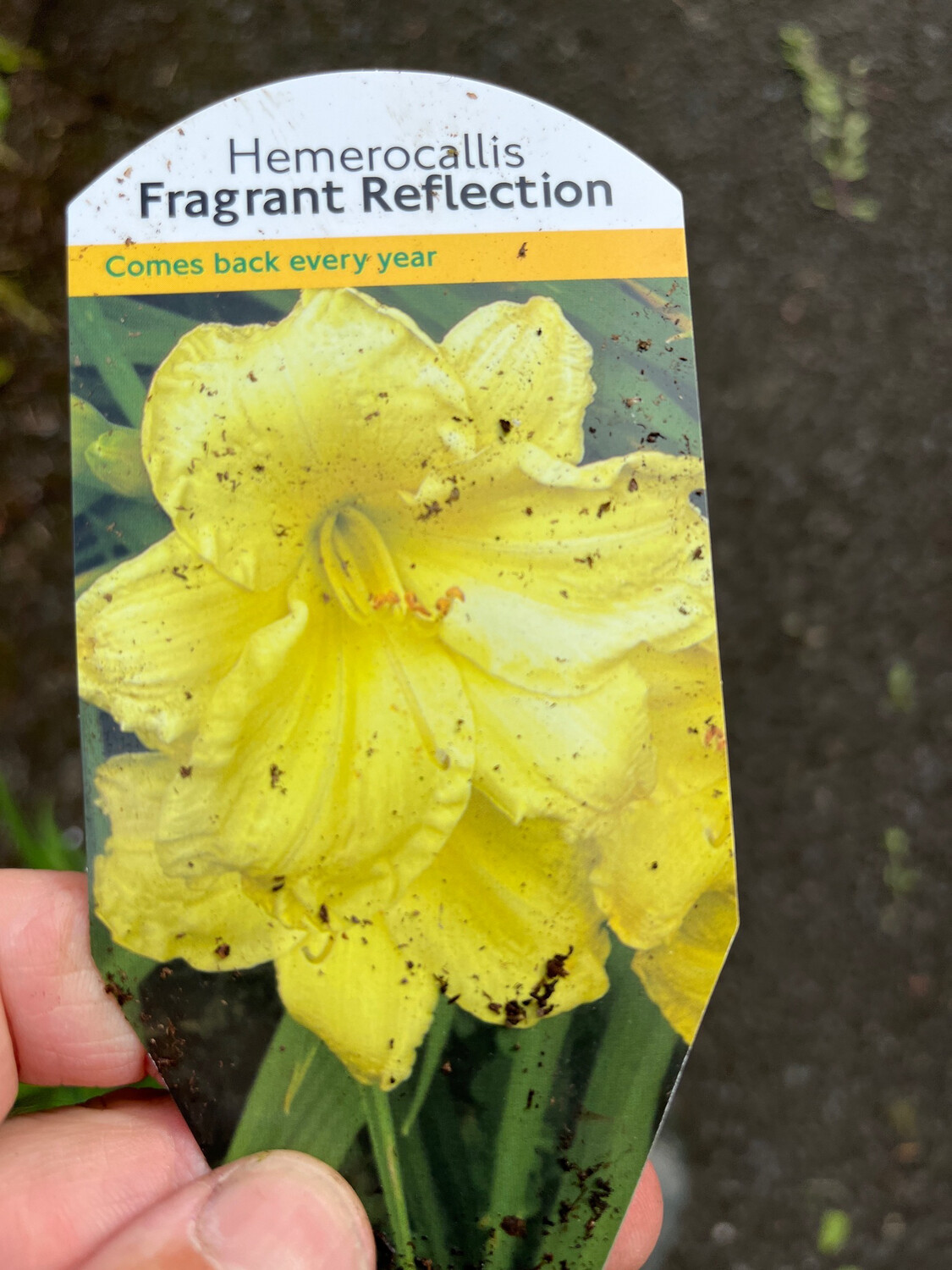 Daylily Fragrant Reflection ,a hardy Daylily that flowers for months with large lemon fragrant flowers. Winter hardy and comes back every year