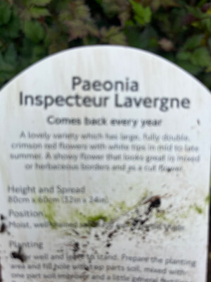 Paeonia 'Inspector Lavergne'