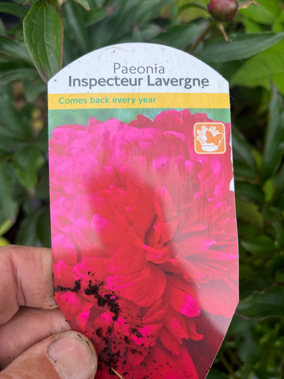 Paeonia &#39;Inspector Lavergne&#39;