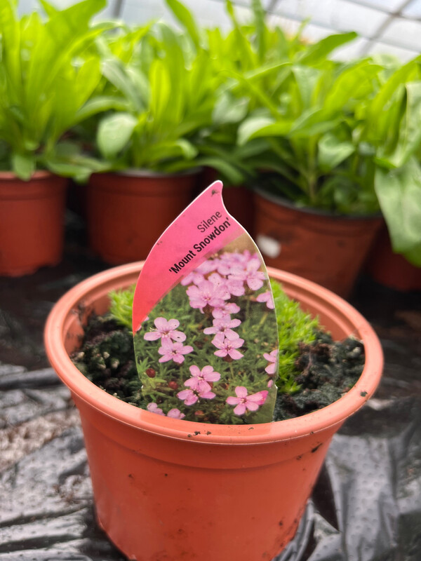 SILENE “Mount Snowdon”  a low growing hardy perennial with months of Pink flowers over compact green foliage ! Winter hardy and lasts for years 