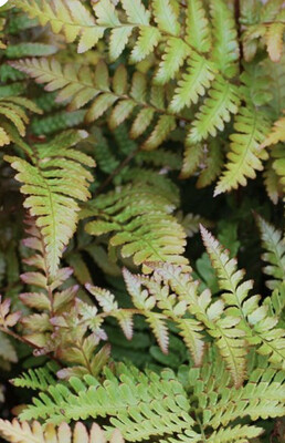 Hardy Ferns