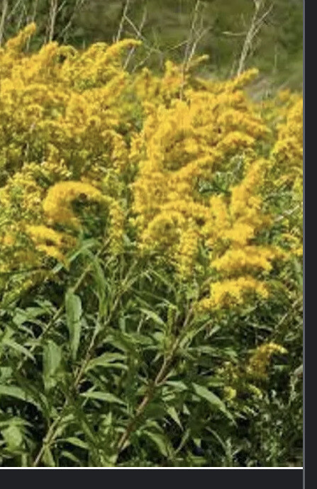 Solidago &#39;Gold Baby&#39;