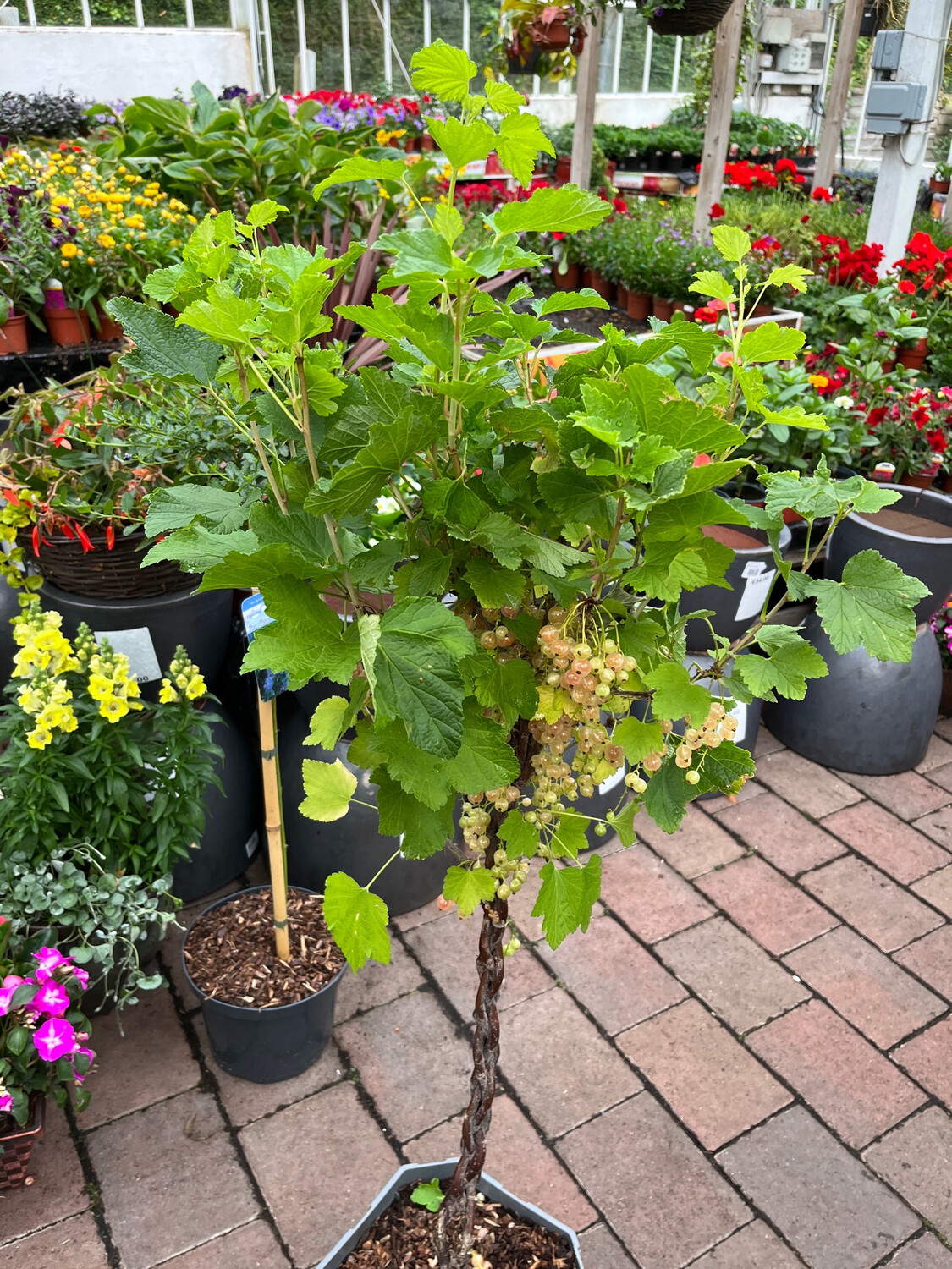 Whitecurrant Mini Tree on Plaited Stems.
