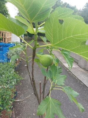 FIG tasty crops of fresh figs Strong Plants Pot Grown 