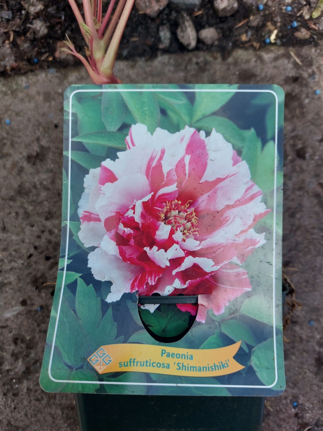 Japanese Tree Paeonia 'Shimanishiki'