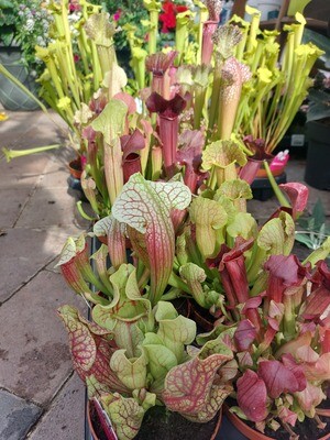 Carnivorous plants