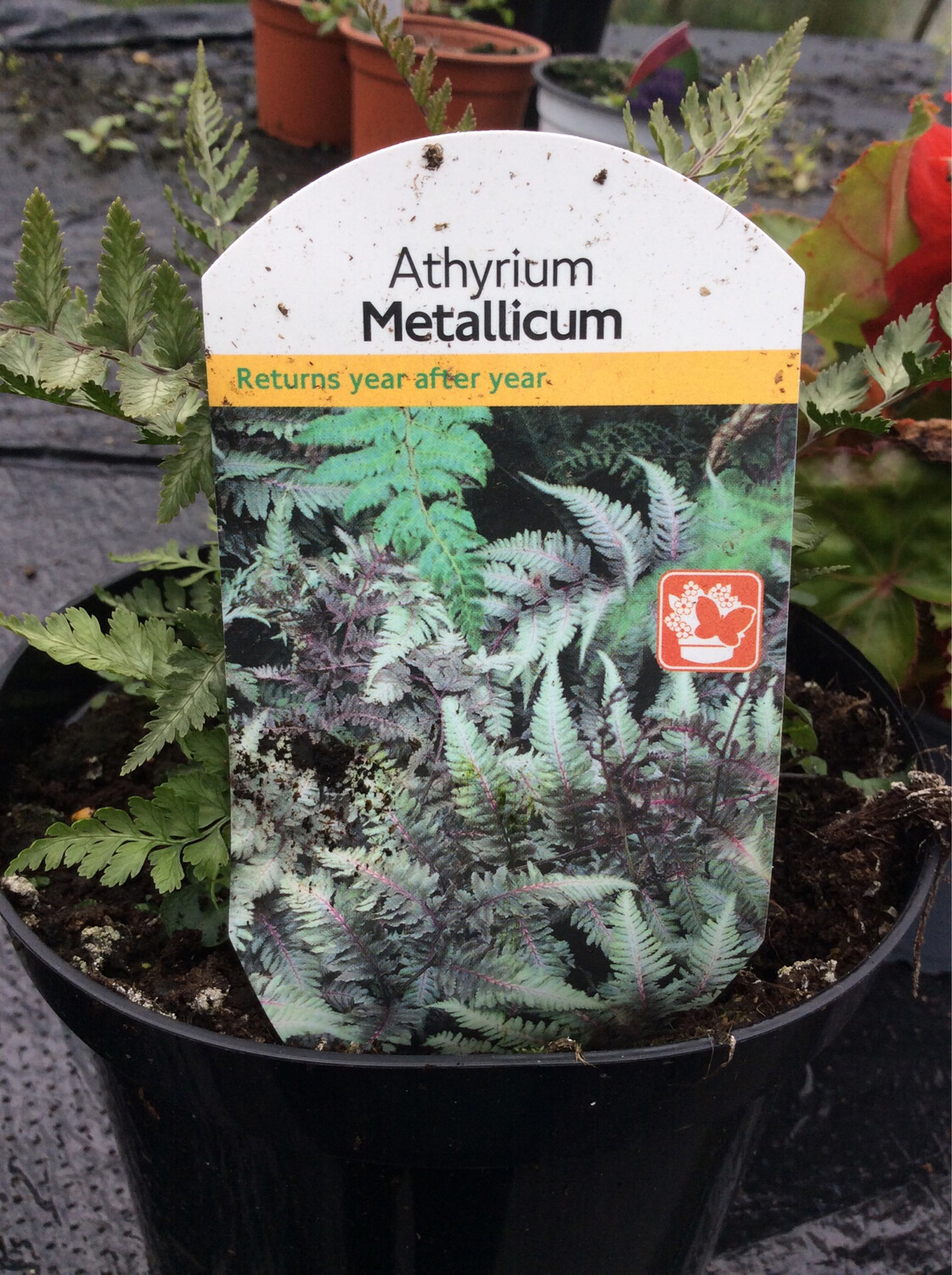 Athyrium Metallicum- Pictum elegant Metallic fern with deeply cut Silvery grey-green fronds of pinnate leaves and burgundy veins 45x45 cm (18x18inch)