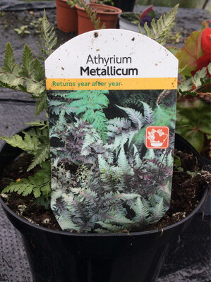 Athyrium Metallicum- Pictum elegant Metallic fern with deeply cut Silvery grey-green fronds of pinnate leaves and burgundy veins 45x45 cm (18x18inch)