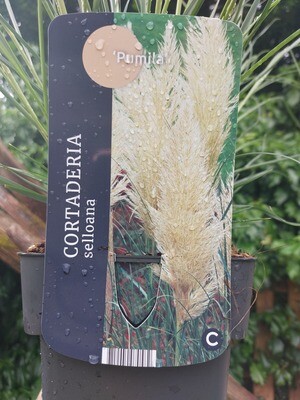 Dwarf Pampas Grass