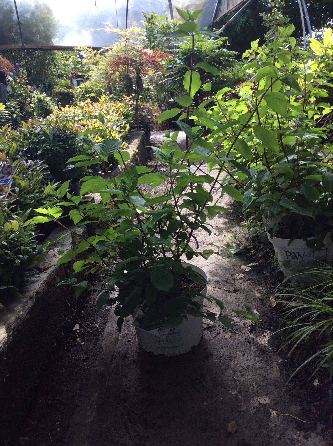 Hydrangea Pinkachu Dwarf Hydrangea Flowers Non Stop From June Until October .Flowers large cone shaped pink and white .