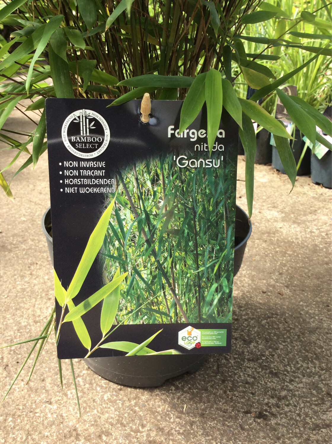 Bamboo/Fargensia Nitida &#39;Gansu&#39;