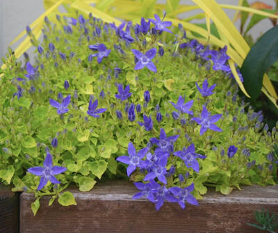 Campanula Dixons “Dickson Gold “ Flowers for months with blue bell like flowers over golden foliage Winter hardy and lasts for years
