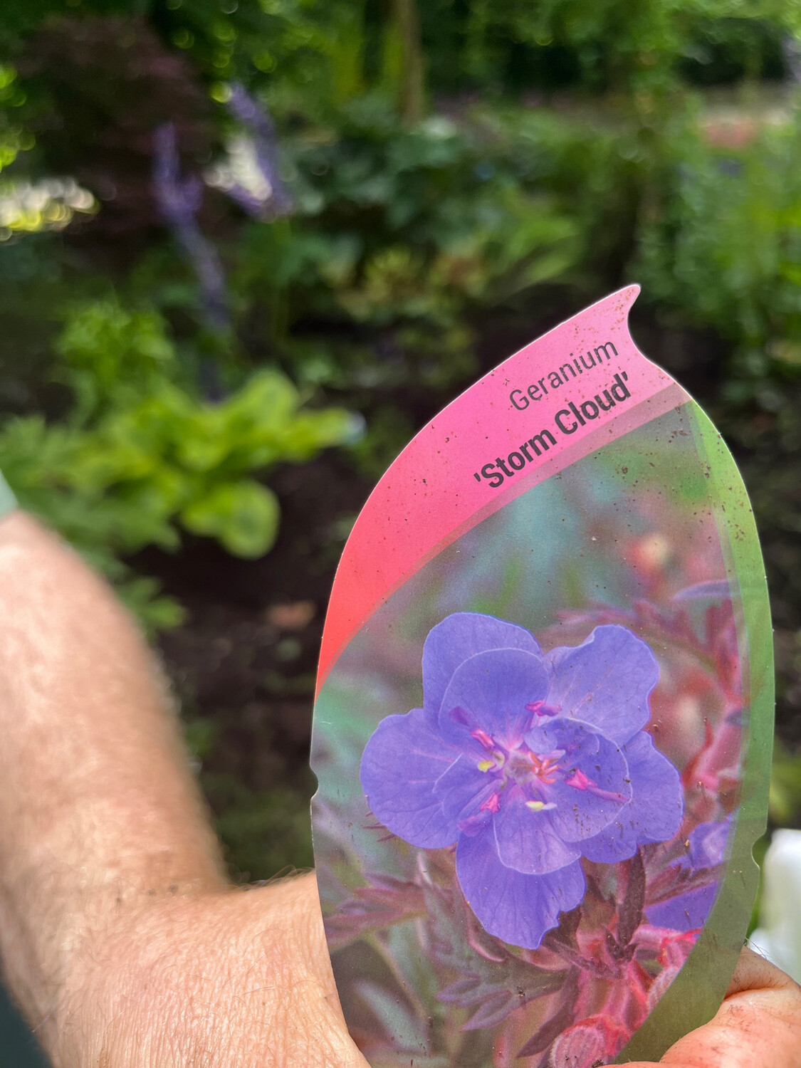 Geranium Storm Cloud ..tough perennial that flowers for months over dark foliage