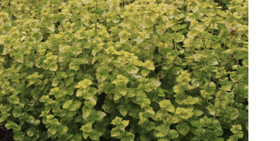 Origano Gold Tip ..a  hardy herb with Golden foliage and flowers. Good in pots or beds .Winter hardy
